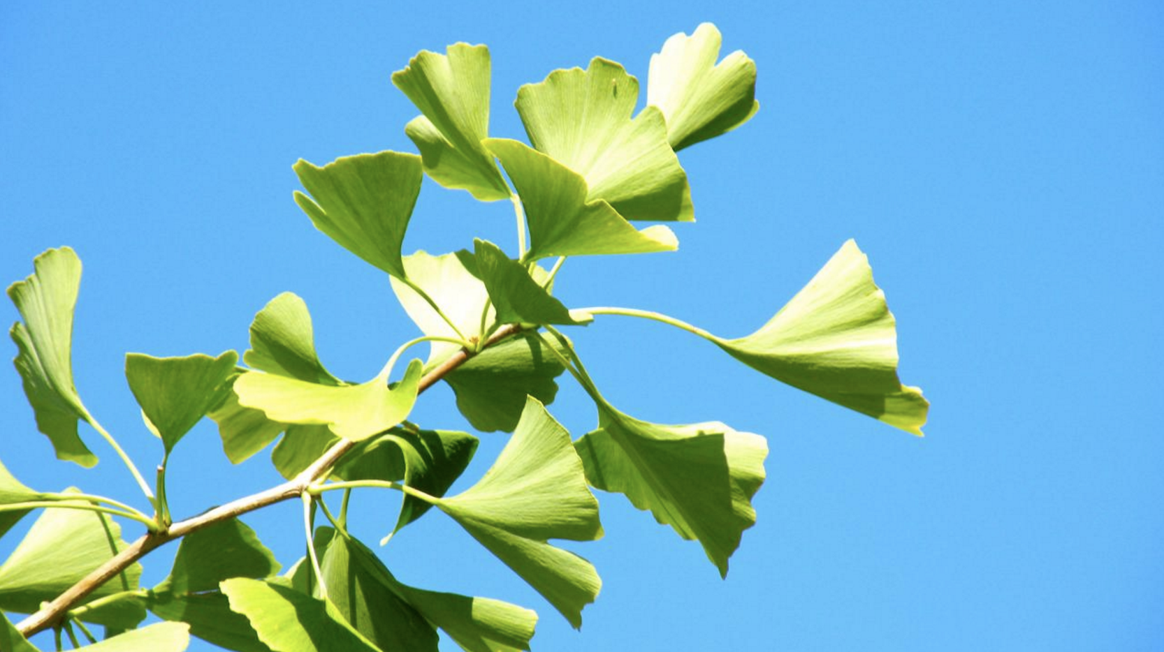 gingko biloba